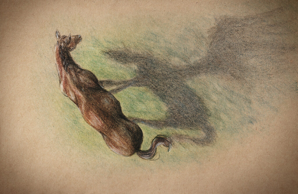 Pferd