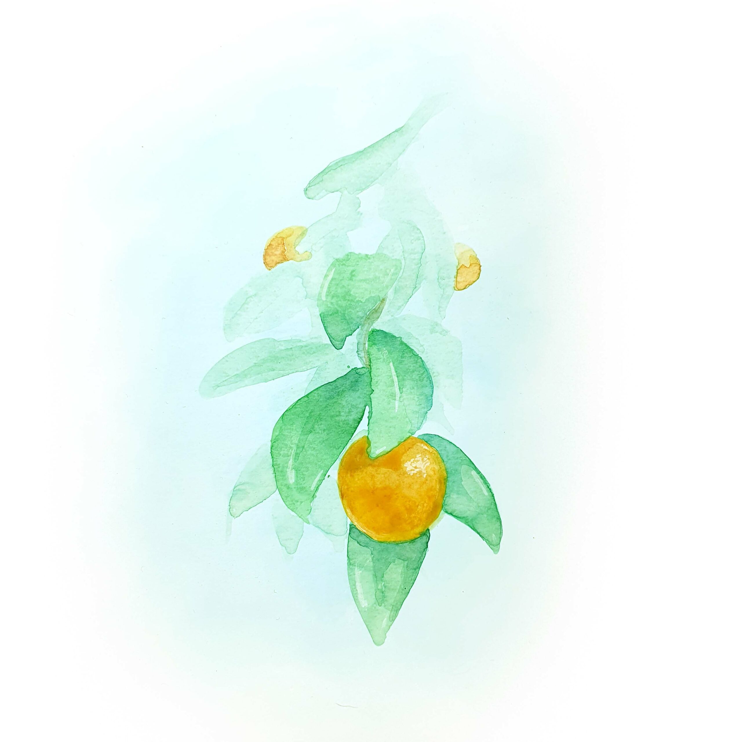 Orangenzweig